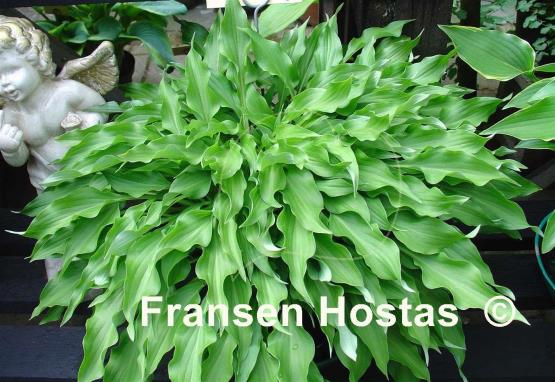 Hosta Quill